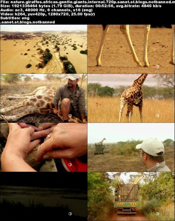 PBS - NATURE: Giraffes: Africa's Gentle Giants (2018) iNTERNAL 720p HDTV x264-W4F