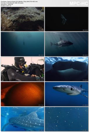 Shark 2015 BluRay 720p x264 DTS-HDC