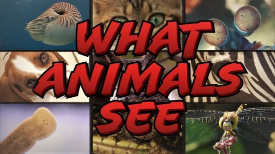 CuriosityStream TV - What Animals See (2018) 1080p HDTV x264 AAC MVGroup