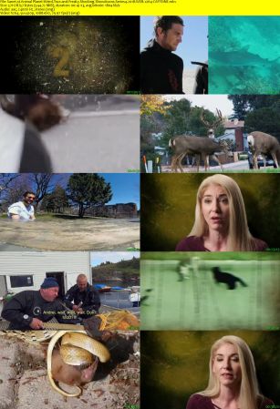 Animal Planet - Weird True and Freaky: Shocking Showdowns Series 4 (2018) WEB x264-CAFFEiNE