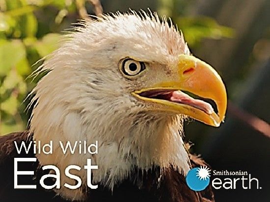 Smithsonian Earth - Wild Wild East: Series 1 (2017) 1080p HDTV x264 AAC MVGroup