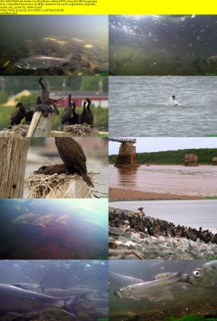 Smithsonian Earth - Wild Wild East: Series 1 (2017) 1080p HDTV x264 AAC MVGroup