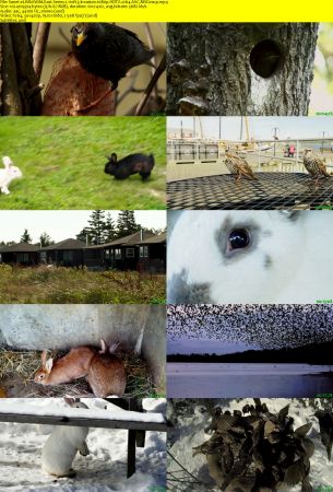 Smithsonian Earth - Wild Wild East: Series 1 (2017) 1080p HDTV x264 AAC MVGroup