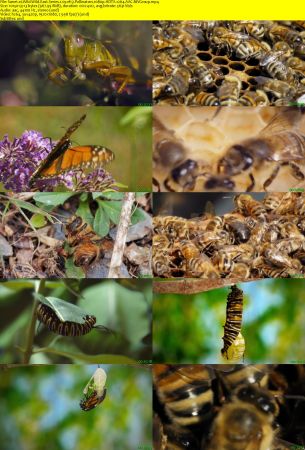 Smithsonian Earth - Wild Wild East: Series 1 (2017) 1080p HDTV x264 AAC MVGroup