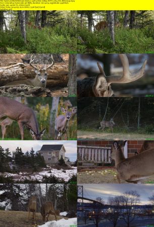Smithsonian Earth - Wild Wild East: Series 1 (2017) 1080p HDTV x264 AAC MVGroup
