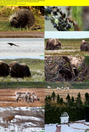 Smithsonian Earth - Wild Wild East: Series 1 (2017) 1080p HDTV x264 AAC MVGroup