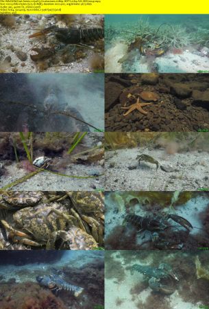 Smithsonian Earth - Wild Wild East: Series 1 (2017) 1080p HDTV x264 AAC MVGroup