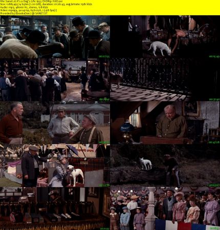 It's a Dogs Life 1955 DVDRip XViD