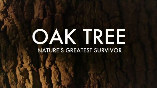 BBC - Oak Tree: Nature's Greatest Survivor Series 1 (2015) 1080p HDTV x264 AAC MVGroup