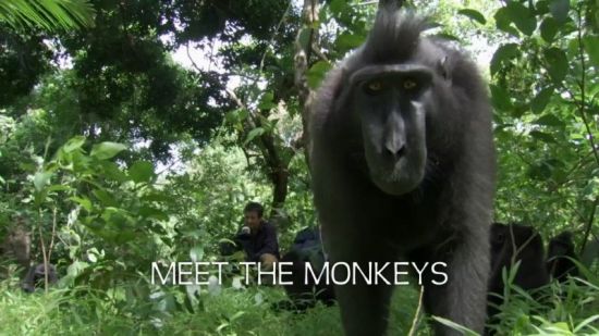 BBC Natural World - Meet the Monkeys (2013) 1080p HDTV x265 AAC MVGroup