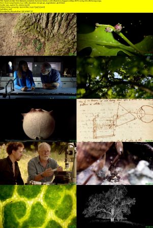 BBC - Oak Tree: Nature's Greatest Survivor Series 1 (2015) 1080p HDTV x264 AAC MVGroup