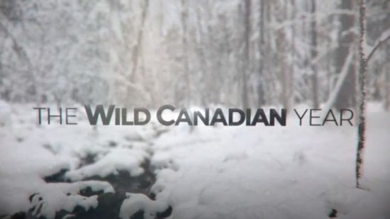 CBC - The Nature of Things: The Wild Canadian Year (2017) 720p AAC H264 MVGroup