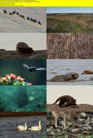 CBC - The Nature of Things: The Wild Canadian Year (2017) 720p AAC H264 MVGroup