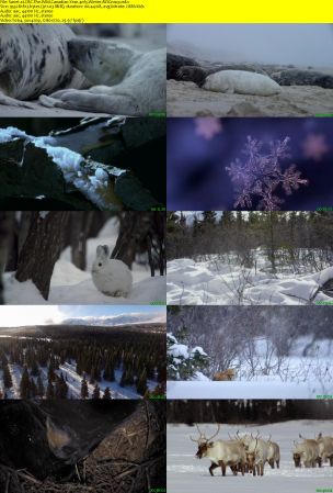 CBC - The Nature of Things: The Wild Canadian Year (2017) 720p AAC H264 MVGroup