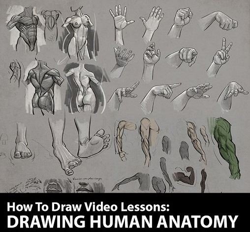 How to Draw: Drawing Human Anatomy