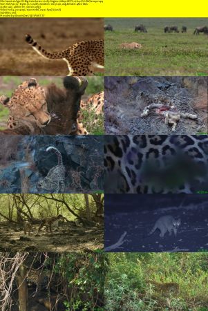 Ammonite - Age of Big Cats: Series 1 (2018) 1080p HDTV x264 AAC MVGroup