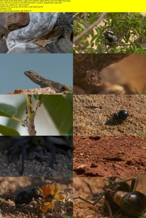 BlueAntMedia - Rooted: Series 1 (2017) 1080p HDTV x264 AAC MVGroup