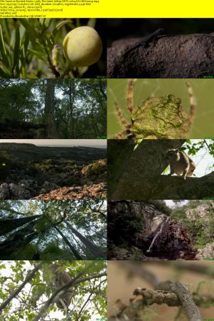 BlueAntMedia - Rooted: Series 1 (2017) 1080p HDTV x264 AAC MVGroup