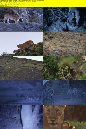 Ammonite - Age of Big Cats: Series 1 (2018) 1080p HDTV x264 AAC MVGroup