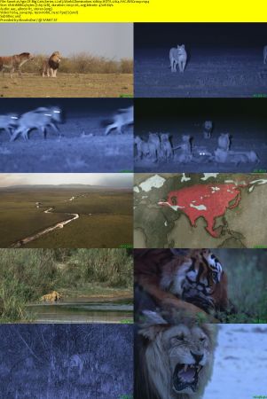 Ammonite - Age of Big Cats: Series 1 (2018) 1080p HDTV x264 AAC MVGroup