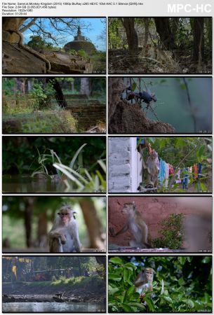 Monkey Kingdom 2015 1080p BluRay x265 HEVC 10bit AAC 5.1 Silence QXR