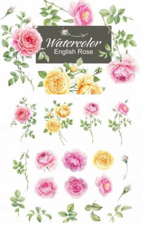 Watercolor english rose 676990