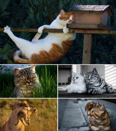 Wallpapers - Cats Part #21
