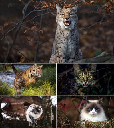 Wallpapers - Cats Part #17