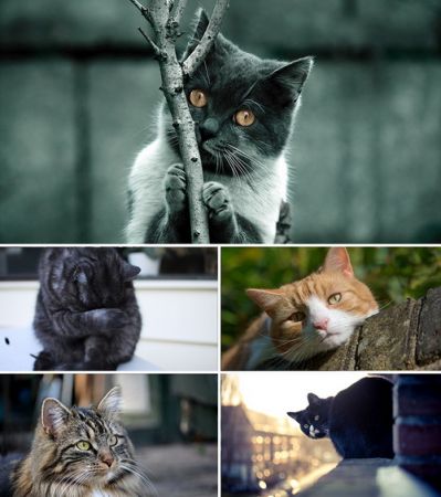 Wallpapers - Cats Part 12