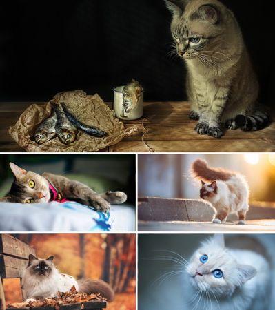 Wallpapers - Cats Part #13