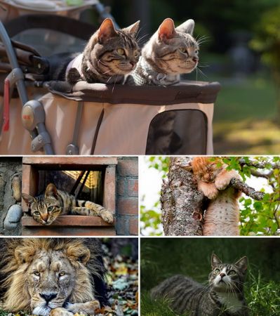 Wallpapers - Cats Part #24