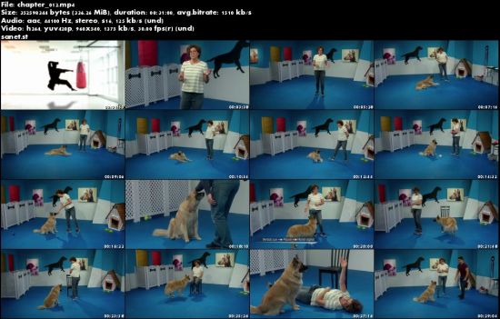 Dog Training 101