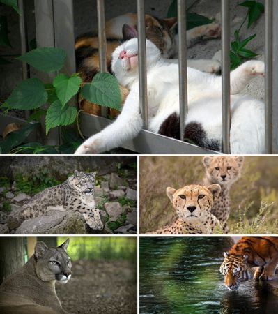 Wallpapers - Cats Part #22