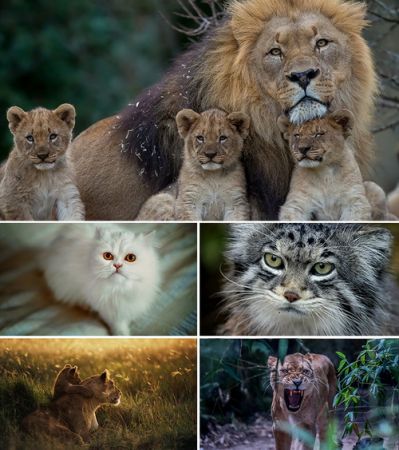 Wallpapers - Cats Part #23