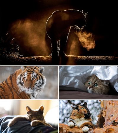 Wallpapers - Cats. Part. #6