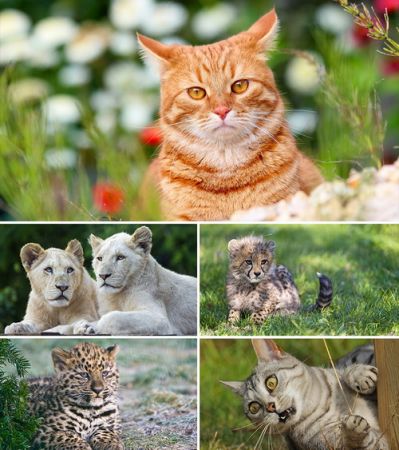 Wallpapers - Cats Part #8