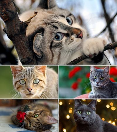 Wallpapers - Cats Part 11