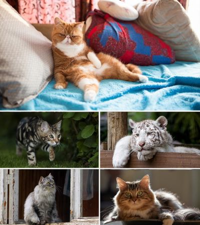 Wallpapers - Cats Part #19