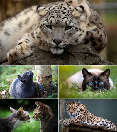 Wallpapers - Cats Part #16