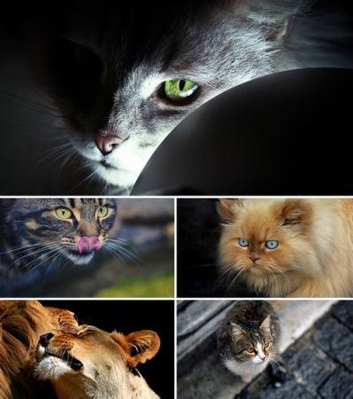 Wallpapers - Cats Part. #4