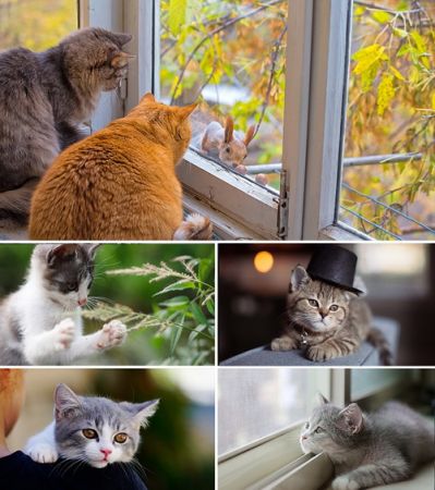 Wallpapers - Cats Part #18
