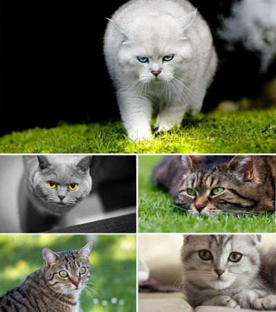Wallpapers - Cats. Part. #7