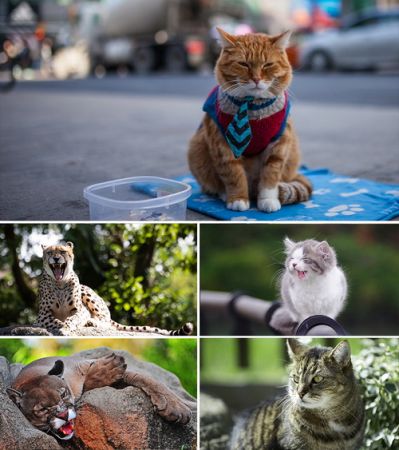 Wallpapers - Cats Part #15