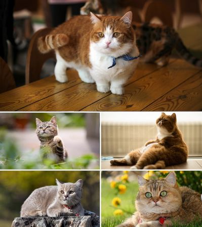 Wallpapers - Cats Part #20