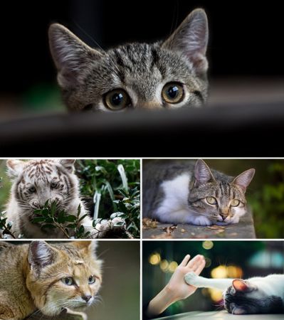Wallpapers - Cats Part. #5