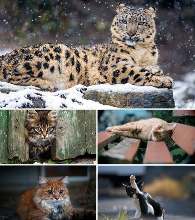 Wallpapers - Cats Part #9