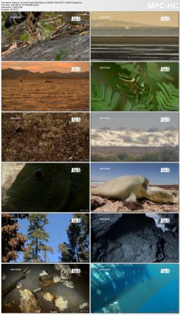 Animal Planet Wild Mexico ChtSUB 1080i HDTV H264-Powerais