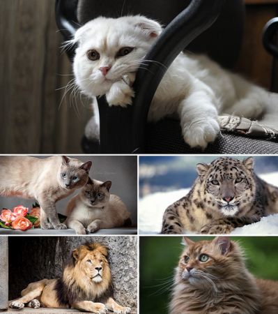 Wallpapers - Cats Part #27