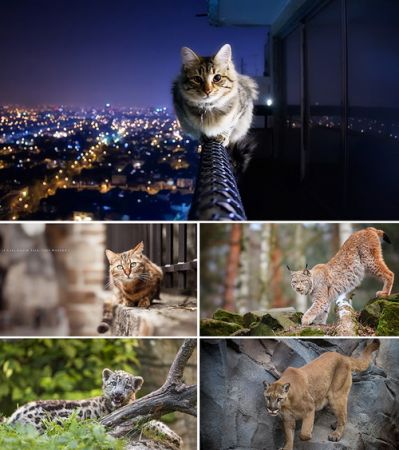 Wallpapers - Cats Part #26
