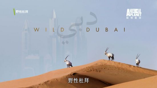 Animal Planet Wild Dubai 2Audio ChtSUB 1080i HDTV H264-Powerais